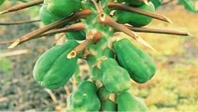 पपईची लागवड करतानाच काळजी घ्या, अन्यथा बागच धोक्यात