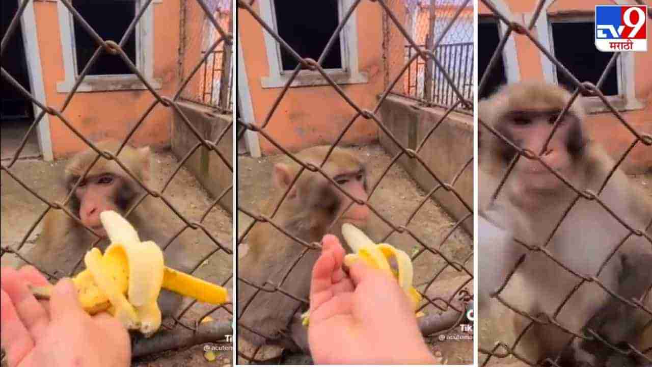 Video: माकडाला जबरदस्ती केळी खाऊ घालण्याचा प्रयत्न अंगाशी, माकडाने चिडून जे केलं, त्यावर नेटकरी अवाक