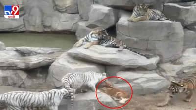 Video: 5 वाघांच्या तावडीत सापडला कुत्रा, व्हिडीओ पाहून नेटकरी म्हणाले, निसर्गात काहीही होऊ शकतं!