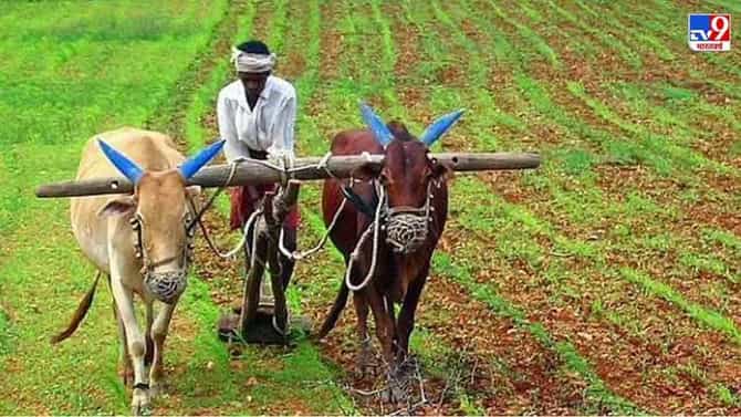 कर्जमाफीसाठी ही शेवटची संधी, प्रक्रिया पूर्ण करा अन्यथा कर्जबाजारीपणाचा शिक्का कायम राहणार..!
