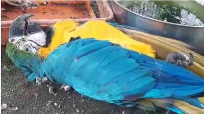 सोलापुरातील सिद्धेश्वर वन विहारातील अडीच लाखाच्या पोपटाचा मृत्यू