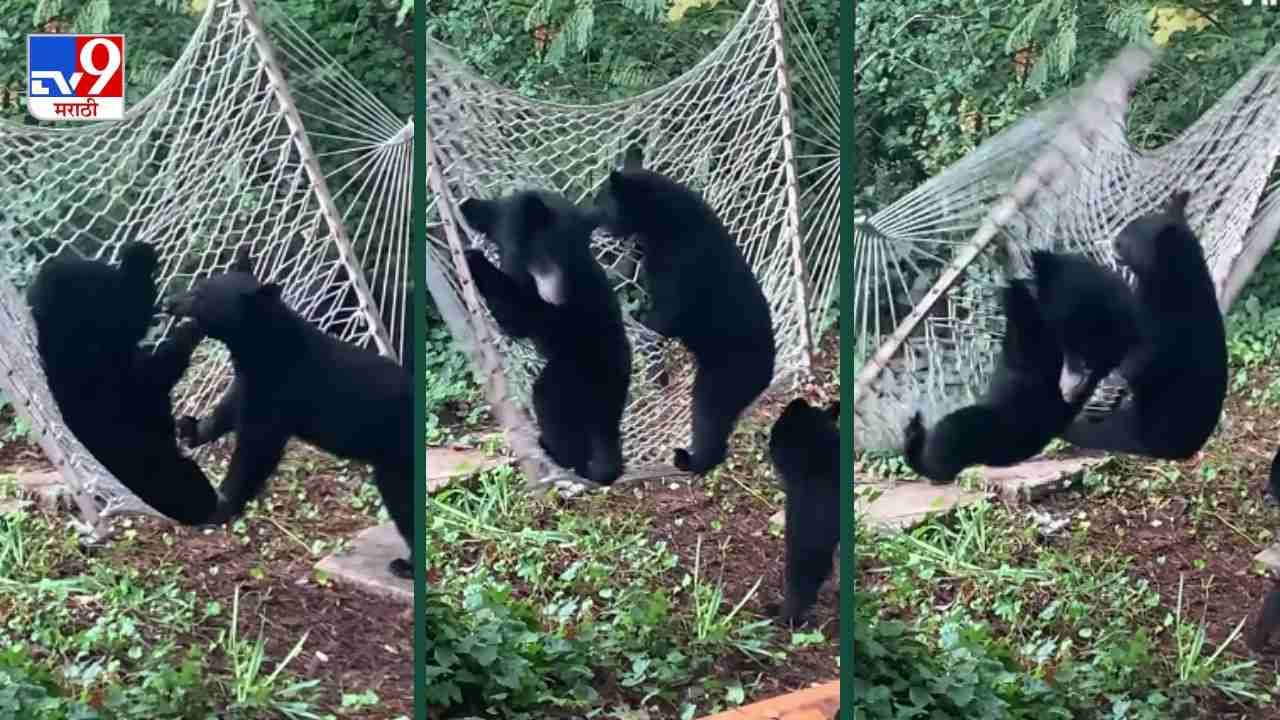Video: झोक्यावर चढले आणि तोंडावर आपटले, अस्वलांचा हा भन्नाट व्हिडीओ पाहून नेटकरी लोटपोट