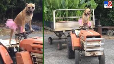 Video: डोळ्यावर गॉगल, हातात ट्रॅक्टरचं स्टिअरिंग, आणि जोईचा भन्नाट स्वॅग, ट्रॅक्टर चालवणारा कुत्रा जगभरात का गाजतोय?