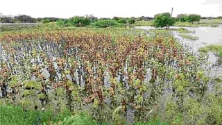 Weather: अखेर राज्यातून मान्सूनची एक्झिट, 14 ऑक्टोबरला निरोप, चार दिवस जास्त मुक्काम, जालन्यात सर्वाधिक बरसात