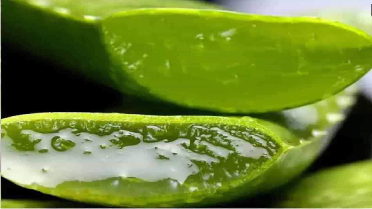 जर एखादी स्त्री गर्भवती असेल तर तिने कोरफडचे सेवन करणे टाळावे. यामुळे गर्भाशयाच्या आकुंचनाने देखील समस्या उद्भवू शकते. ज्यामुळे गर्भपात आणि जन्म दोष यासारख्या समस्या उद्भवू शकतात.