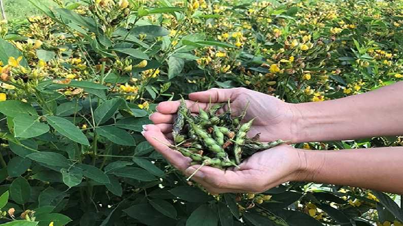 सरकारच्या धोरणावरच ठरणार तुरीचे दर, शेतकऱ्यांना आशा हमीभाव केंद्राची सरकारच्या धोरणावरच ठरणार तुरीचे दर, शेतकऱ्यांना आशा हमीभाव केंद्राची