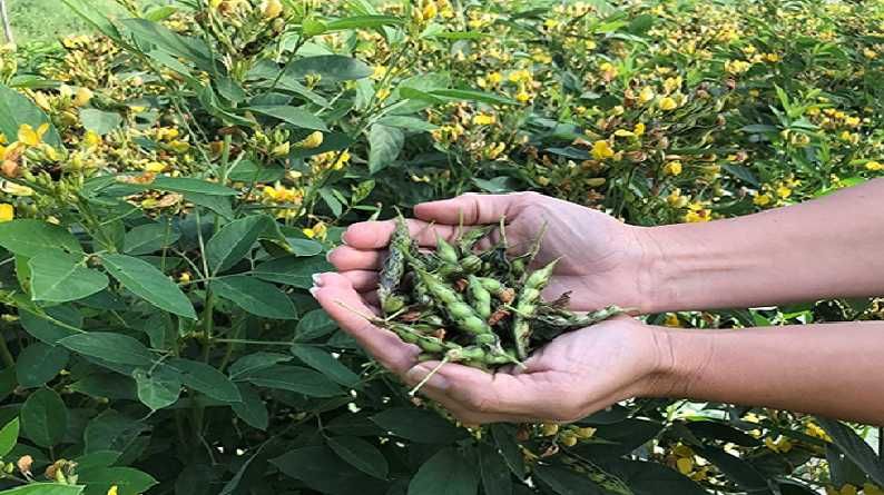 तुर उत्पादन वाढीचा अनोखा 'फंडा', काय आहे कृषितज्ञांचा शेतकऱ्यांना सल्ला ?