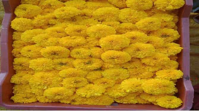 औरंगाबादेत झेंडुची फुले 60 रुपये किलो, वाहने, होम अप्लायन्सेस, रियल इस्टेट मार्केटमध्ये उत्साह