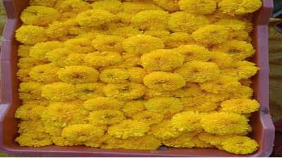 औरंगाबादेत झेंडुची फुले 60 रुपये किलो, वाहने, होम अप्लायन्सेस, रियल इस्टेट मार्केटमध्ये उत्साह