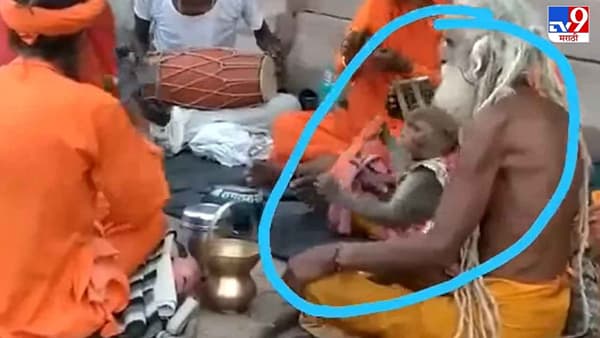 Video: भजन करणाऱ्या साधूंमध्ये कर्ताल वाजवणारं माकड, नेटकरी म्हणाले, हे तर हनुमानजी!