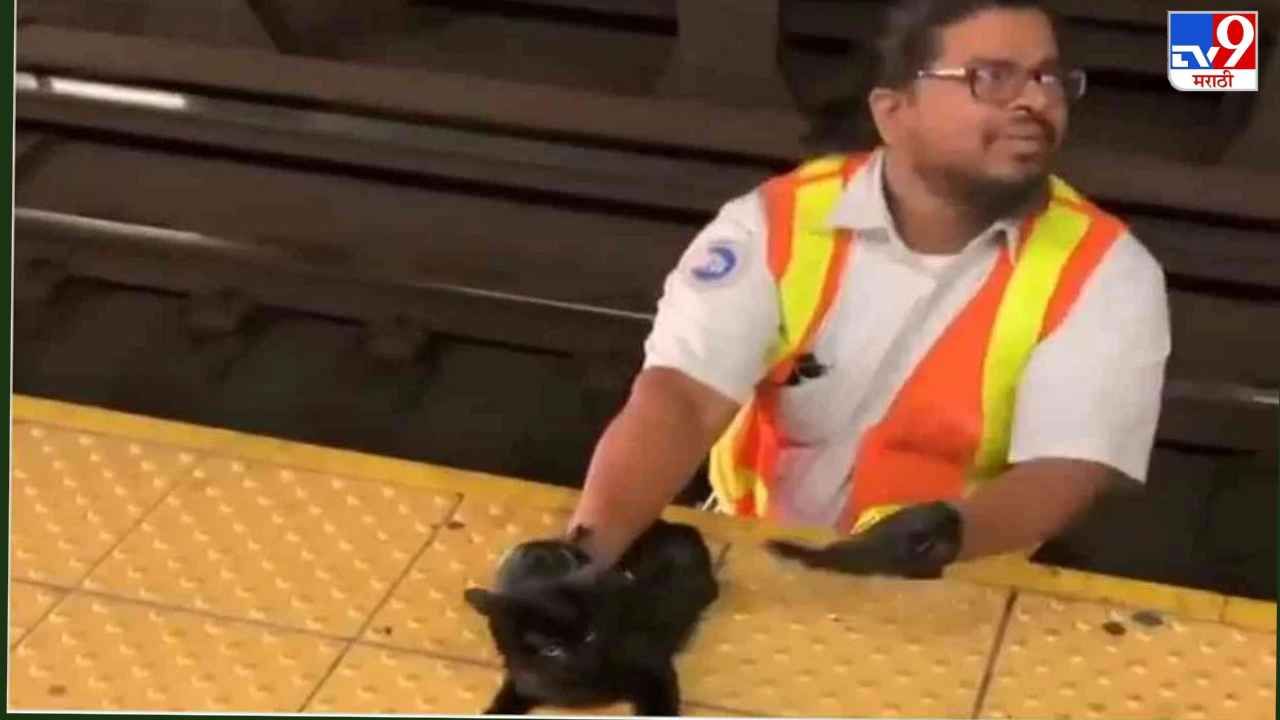 Video: मांजरीच्या पिलाला रेल्वे ट्रॅकवरुन वाचवलं, लोक म्हणाले, अजून माणुसकी जिवंत आहे!
