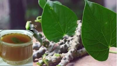 Health Tips : डेंग्यूपासून ते कावीळपर्यंत गिलोय फायदेशीर, कसे वापरावे ते वाचा!