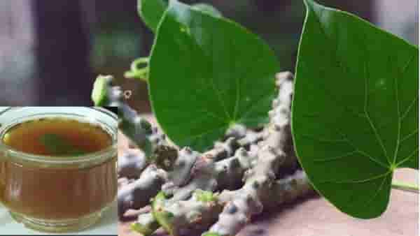 Health Tips : डेंग्यूपासून ते कावीळपर्यंत गिलोय फायदेशीर, कसे वापरावे ते वाचा!