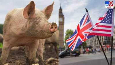 Labour Shortage in UK: इंग्लंडला जायचंय? खाटीक होण्याची संधी, 800 जणांना व्हिसा देणार