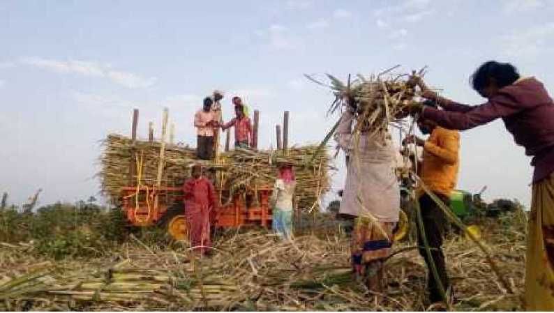 गाळप हंगाम सुरु होताच ऊस वाहतूकदार, मुकादमांचा कोयता बंद मेळावा