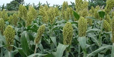 तयारी रब्बी हंगामाची : ज्वारीच्या उत्पादनाची वाढ अन् काय दुहेरी फायदा ?