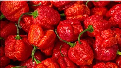 जगातली सर्वात तिखट मिरची, तीन तुकडे खाल्ले तर जागतिक रेकॉर्ड अन् चार खाल्ले तर गिनीज वर्ल्ड रेकॉर्डमध्ये नोंद