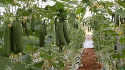 भाजीपाला उत्पादन वाढवण्यासाठी स्टॅकिंग पध्दत ; उत्पादन अधिक नुकसान कमी