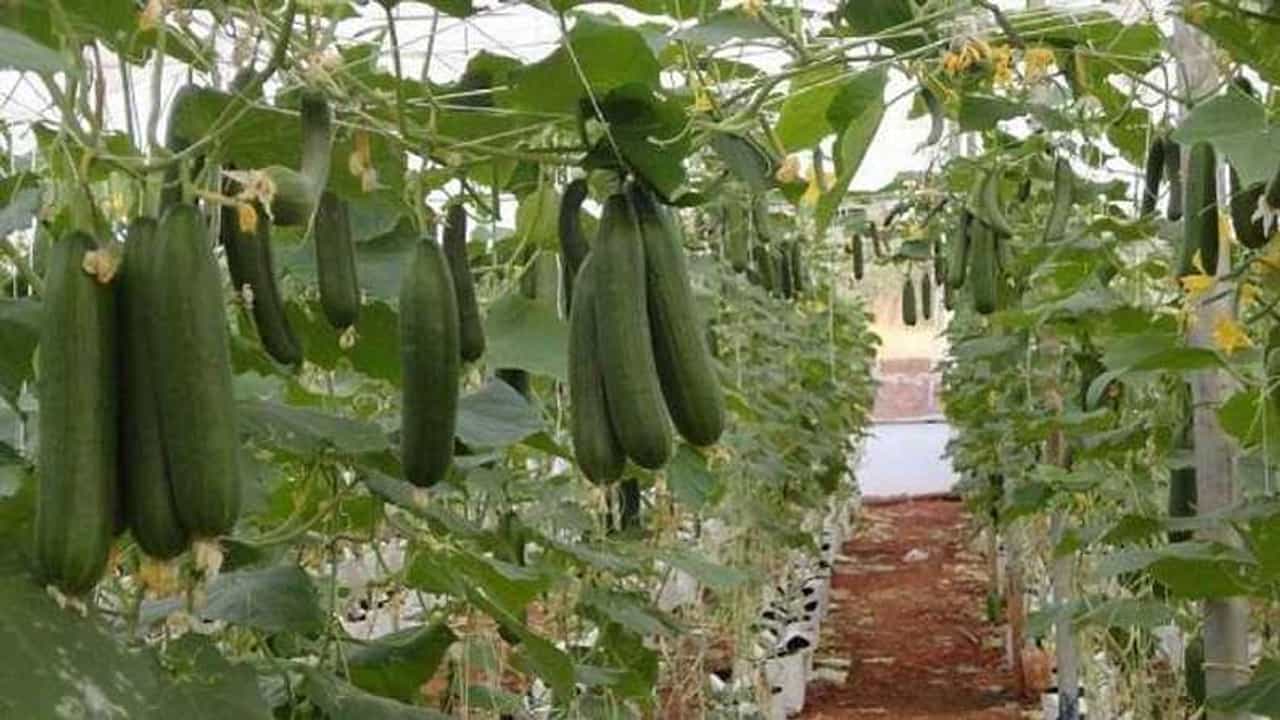 भाजीपाला उत्पादन वाढवण्यासाठी स्टॅकिंग पध्दत ; उत्पादन अधिक नुकसान कमी
