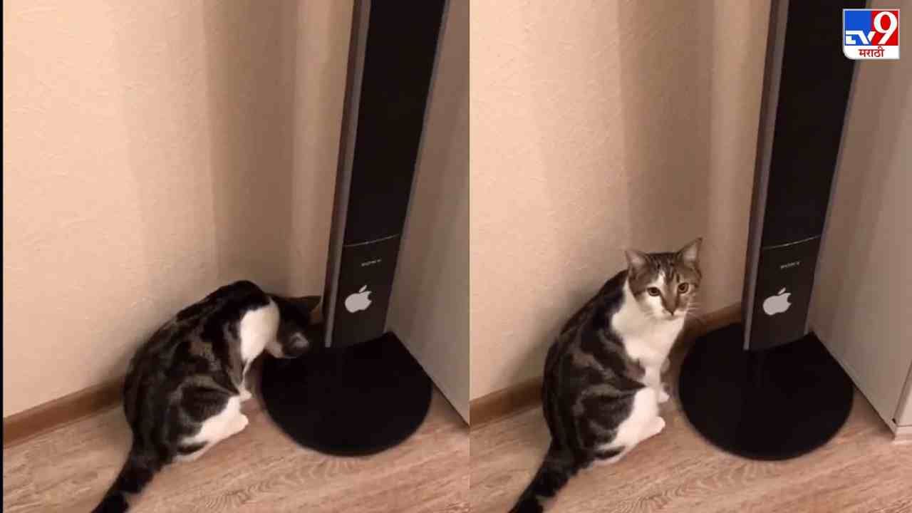 Video: मालकाच्या प्रत्येक शब्दाला प्रतिसाद देणारी मांजर, व्हिडीओ पाहून नेटकरी म्हणाले, ही खूप हुशार आहे!