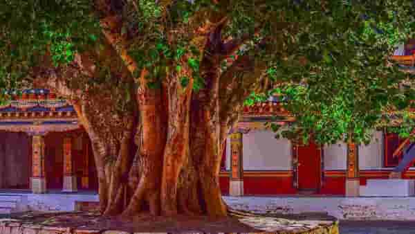 Peepal Worship Remedies : पिंपळाच्या पूजेने शनिदेव होतात प्रसन्न, जाणून घ्या याच्याशी संबंधित खात्रीशीर उपाय