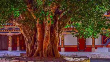 Peepal Worship Remedies : पिंपळाच्या पूजेने शनिदेव होतात प्रसन्न, जाणून घ्या याच्याशी संबंधित खात्रीशीर उपाय