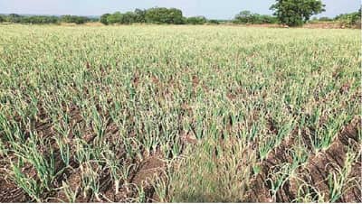 पहिला दिवस ढगाळ वातावरणाचा, कांद्याची काळजी घ्या अन्यथा वांदाच...