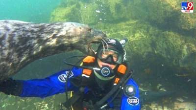 Video: खोल समुद्रात स्कुबा डायव्हरसोबत सीलची मस्ती, व्हिडीओ पाहून नेटकरी म्हणाले, बाबा जरा जपून!