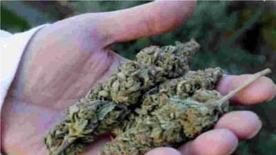 नम्र विनंती, आम्हाला गांजाची शेती करु द्या, चंद्रपुरातील शेतकऱ्याची सरकारकडे विचित्र मागणी, ग्रामसभेने अर्ज स्वीकारला, पण...