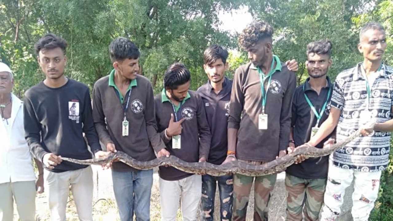 धुळ्यातील झोतवाडे येथे दुसऱ्यांदा आढळला 8 फुटाचा अजगर धुळ्यातील झोतवाडे येथे दुसऱ्यांदा आढळला 8 फुटाचा अजगर
