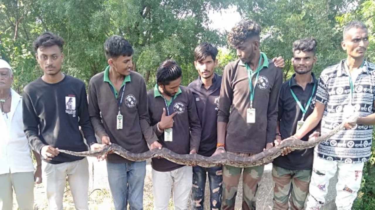 धुळ्यातील झोतवाडे येथे दुसऱ्यांदा आढळला 8 फुटाचा अजगर