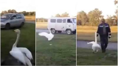 मालकाला बघून आनंदला हंस, हातात हात घालून केली सफर, व्हिडीओ पाहून व्हाल अवाक