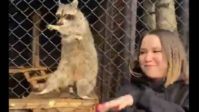 रॅकूनचा तरूणीपेक्षा भारी डान्स, सोशल मीडियावर लाखोंनी हिट्स