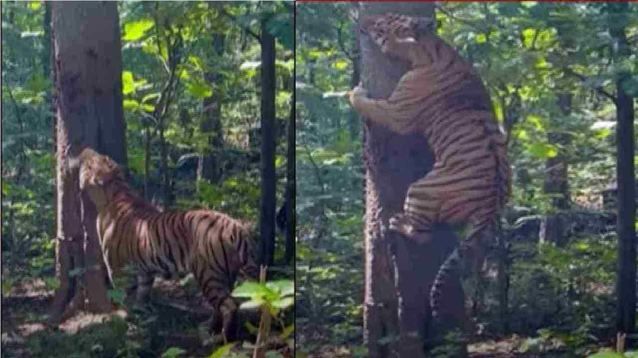 Video | काय सांगता ! वाघ चक्क झाडावर चढला, व्हिडीओ सोशल मीडियावर तुफान व्हायरल