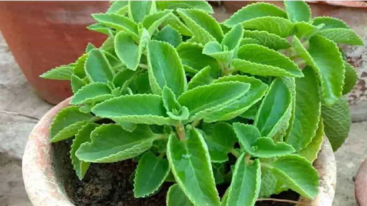पोटदुखीवर उपचार - ओव्याची पाने पोटदुखी आणि पोटासंबंधीत इतर समस्या दूर करण्यास मदत करतात. ही पाने चावून वेदनांपासून आराम मिळतो आणि शरीराला आराम मिळतो.