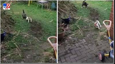 Video: हल्ला करणाऱ्या कुत्र्यावर वाघाची मावशी भडकली, मांजरीचा रुद्रावतार पाहून नेटकरी लोटपोट