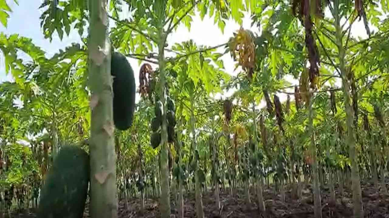 Papaya: दर निश्चिती होऊनही अंमलबजावणी नाही, बाजार समितीच्या निर्णयाला कुणाचा अडसर?