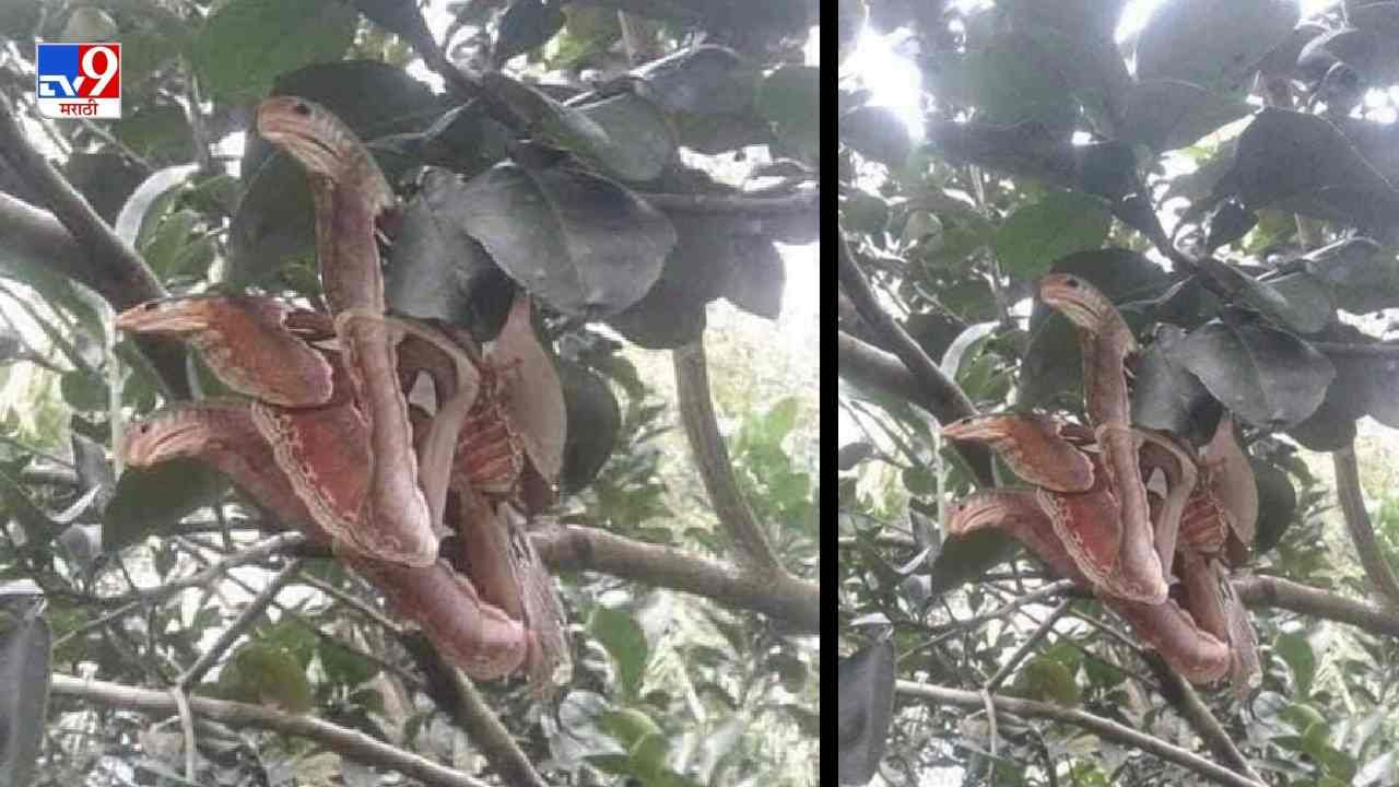 Video: 3 तोंडांच्या सापाचा फोटो पाहून नेटकरी घाबरले, पण खरं समजल्यावर विश्वास ठेवणं अवघड, पाहा निसर्गाचा अद्भूत चमत्कार