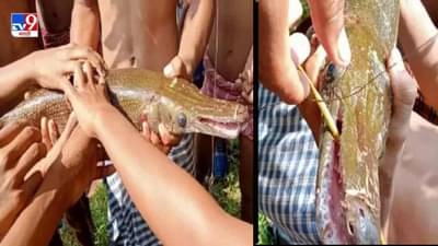 शरीर माशाचं आणि तोंड मगरीचं, लाकडाच्या तुकड्याचा क्षणांत भूगा, झारखंडमध्ये सापडलेल्या माशाची नेटकऱ्यांमध्ये चर्चा