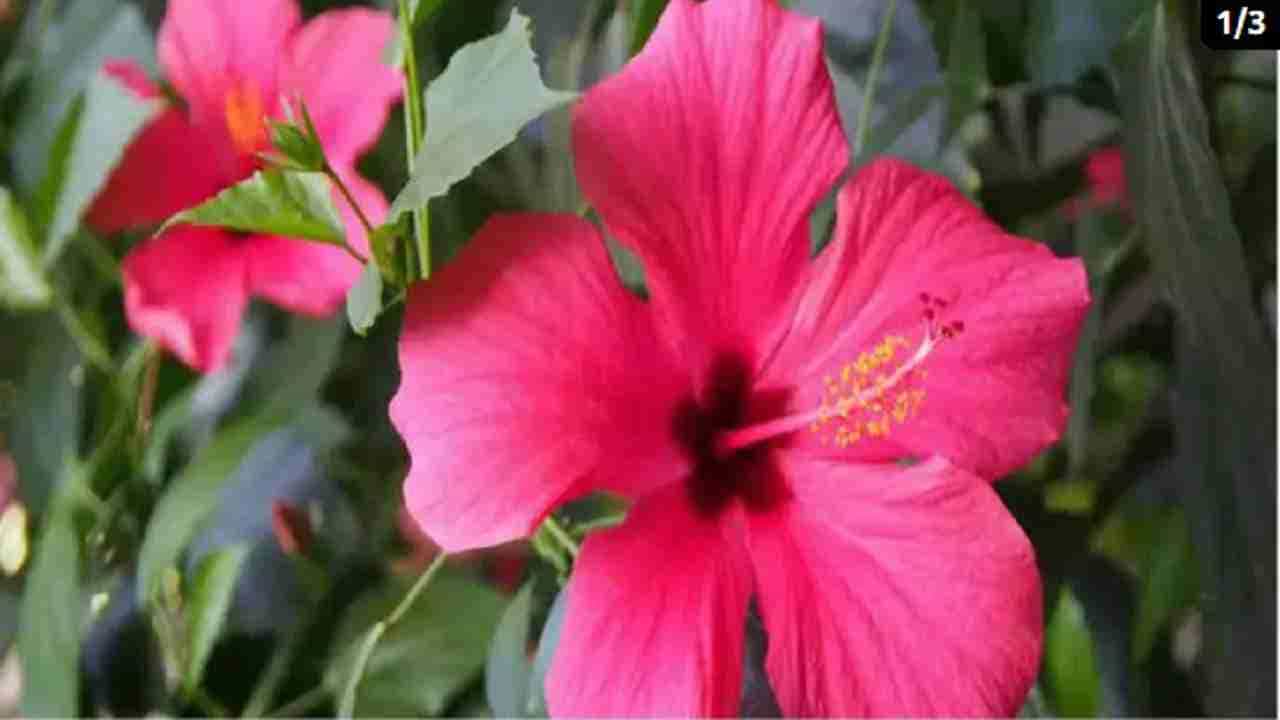 जास्वंद - जास्वंदाची फुले एक आयुर्वेदिक घटक आहे. हे केसांच्या आरोग्यासाठी फायदेशीर आहे. यात अमीनो अॅसिड असते, जे केराटिन तयार करते. जे केसांना पोषक तत्त्वे पुरवते. हे केस वाढण्यास मदत करते. जास्वंदाच्या पेस्टमध्ये खोबरेल तेल मिक्स करून आपण हेअर मास्क देखील तयार करू शकतो. ज्यामुळे केसांच्या समस्या दूर होण्यास मदत होते.