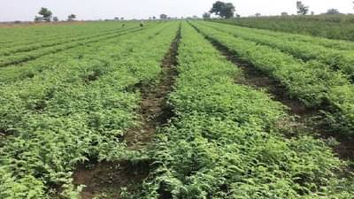 हरभरा पीक : पाण्याचे नियोजन हुकले तर सर्वकाही गमावले, काय आहे शेतकऱ्यांना सल्ला?