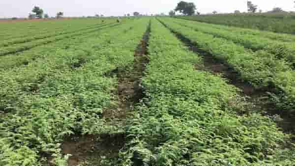 Positive News: अखेर शेतकऱ्यांना ज्याची प्रतिक्षा होती तो दिवस उजाडला, उत्पादन वाढीसाठी पुन्हा लगबग