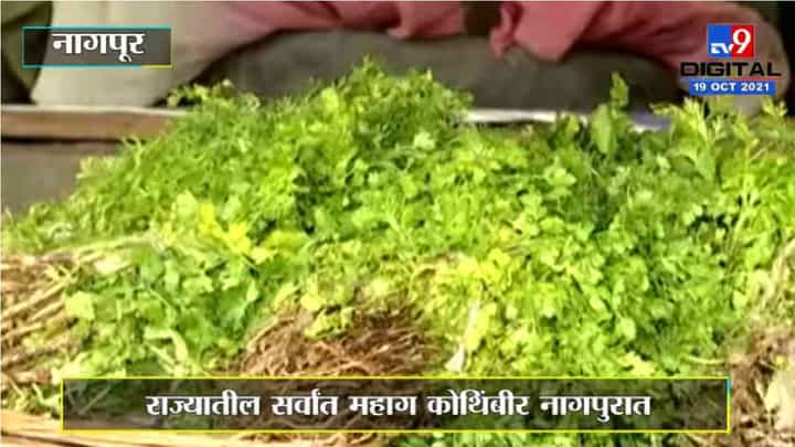 Nagpur : राज्यातील सर्वांत महाग कोथिंबीर नागपुरात! Nagpur : राज्यातील सर्वांत महाग कोथिंबीर नागपुरात!