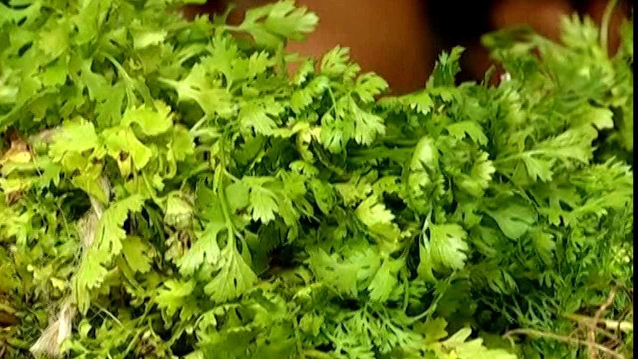 राज्यातील सर्वात महाग कोथिंबीर नागपुरात, किलोचा दर तब्बल...