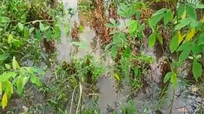 VIDEO ! व्यथा शेतकऱ्याची : जेव्हा डोळ्यासमोर स्वप्नांचा चुराडा होतो तेव्हा...!