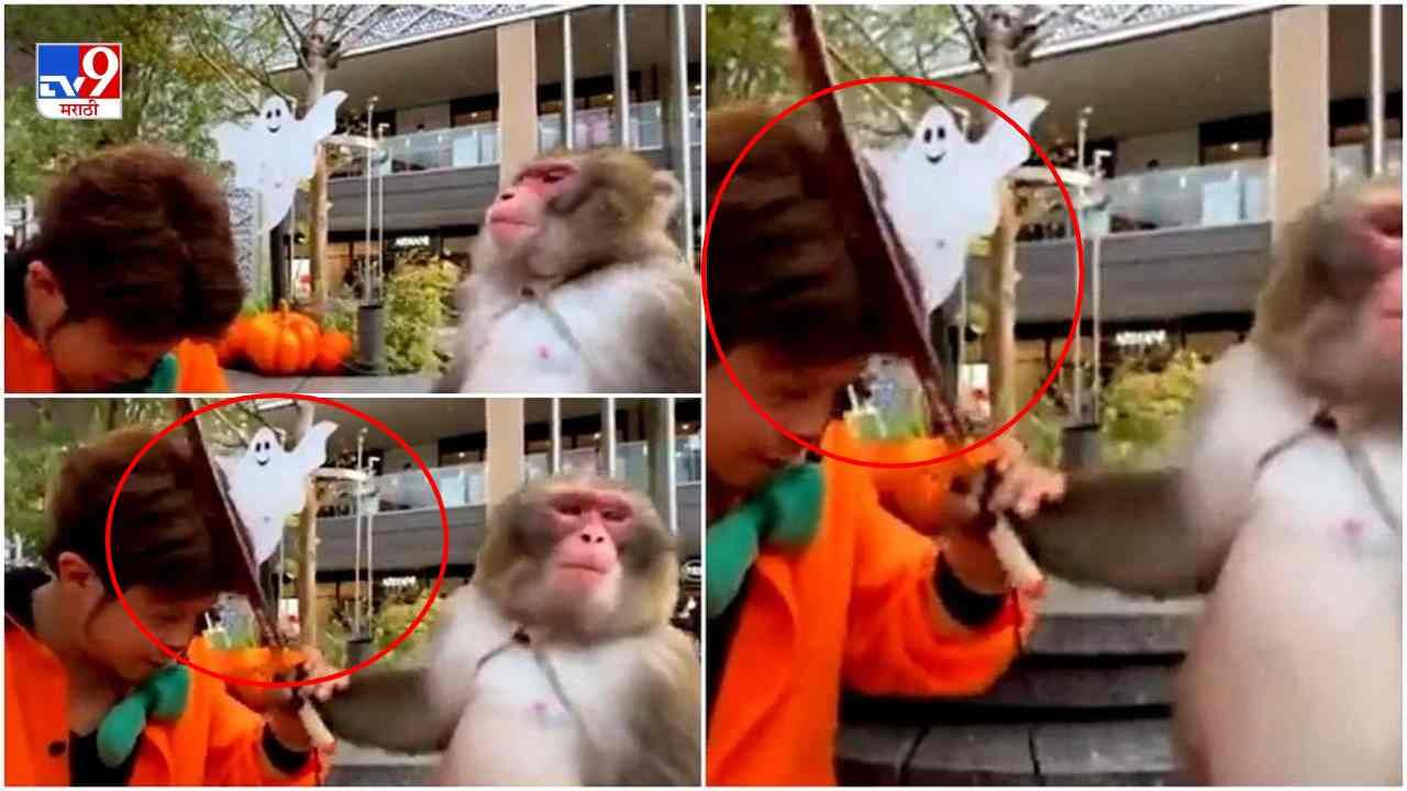 Video: प्रशिक्षकालाच माकडाचा जोरदार रपाटा, व्हिडीओ पाहून नेटकरी हसून लोटपोट
