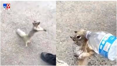 Video: तहानलेली खारुताई जेव्हा प्रवाशांकडे हात जोडून पाणी मागते, प्राण्यांना किती कळतं पाहा!