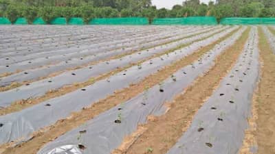 मल्चिंग पेपर पीकासाठी संरक्षणाचे कवच, गादीवाफा अन् मल्चिंग पसरवण्याचे यंत्र