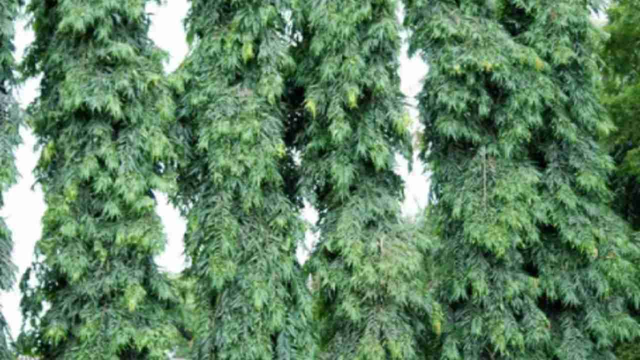 Ashoka Tree : या झाडाची साल आरोग्याच्या अनेक समस्या दूर करण्यासाठी फायदेशीर, जाणून घ्या याबद्दल अधिक!