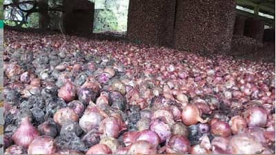 दुष्काळात तेरावा ! कांदा चाळीतील 90 टन कांदा सडला, काय आहे उपापयोजना ?